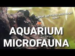 little bugs and worms in your aquarium