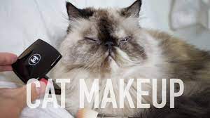 putting makeup on cat tutorial