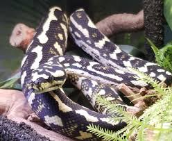 snake profile jungle carpet python