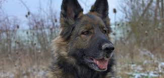 Gray with lighter or brown markings (sable). Sable German Shepherd 8 Interesting Facts Info