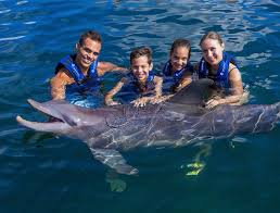 5 tips for swimming with dolphins for