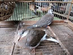 Beli jerat burung online berkualitas dengan harga murah terbaru 2021 di tokopedia! Derkuku Putih Pawiro Bird Farm Dove And Pigeon Breeder