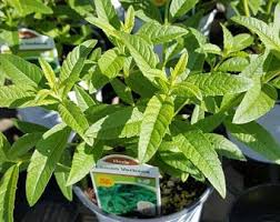 Get great deals on ebay! Lemon Verbena Plant Etsy