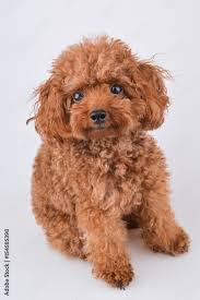 super cute toy poodle with curly brown