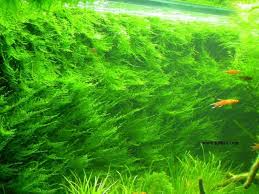 interesting things to do with java moss