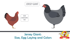 Jersey Giant Size Egg Laying Colors Temperament And More