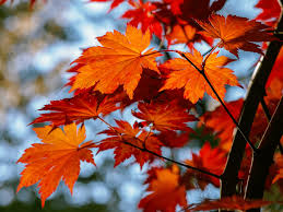 red maple tree facts uses and