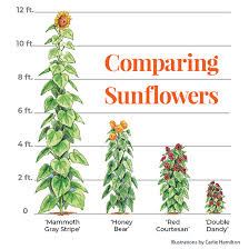 Sunflowers To Grow In Your Garden