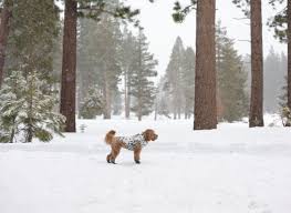 visit lake tahoe with your dog