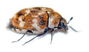 most common types of carpet beetles in