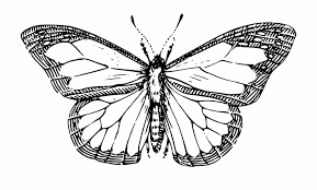 Simple line black and white butterfly insect butterfly clipart black and white. Butterfly Black And White Butterfly Clipart Png Butterfly Drawing Black And White Transparent Png Download 35158 Vippng