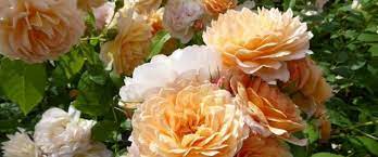 Bushey Rose Garden Parksherts