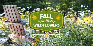 Fall Is For Planting Wildflower Seeds