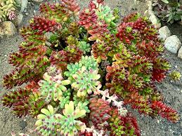 how to grow and care for sedum world