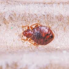bed bug bites symptoms facts how to