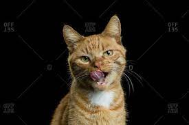 ginger cat licking its lips stock photo
