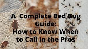 a complete bed bug guide done right