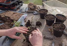 How To Sterilize Soil How To Make Your