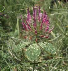 Trifolium hirtum - Wikipedia