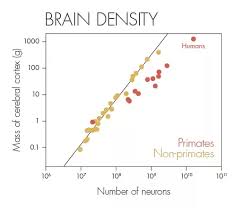 Why Are Large Brains A Common Characteristic Of Primates