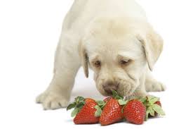 Though our carnivorous cats are not biologically designed to eat plant foods, strawberries are some of the fruits that cats can actually handle, if fed in moderation. Can Dogs Eat Strawberries American Kennel Club
