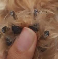 how to trim your dog s nails