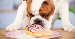 do-dogs-have-a-sweet-tooth