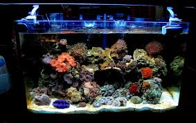 r fish tank requirements a r