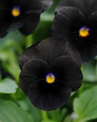 41 black flowers and plants