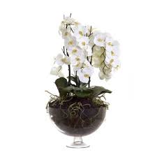 extra large orchid display in glass pot