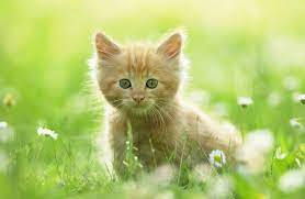 Adorable Kittens that are simply Lovely