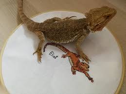 Fo My Bearded Dragon Doesnt Seem Impressed With My Attemt