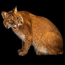 bobcat facts and information