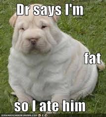 Ironic doge memes are memes that feature the doge meme in strange or surreal circumstances. Fat Dog Memes