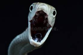 Founded in 2010, the black mamba traverses a universe of different styles, including blues, soul and funk. Black Mamba Attack Dendroaspis Polylepis Stock Photo Image Of Venomous Predator 154470658