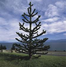 Image result for chile pine