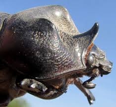 ox beetle strategus aloeus