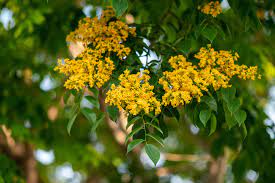 7 Philippine Native Trees For Flower