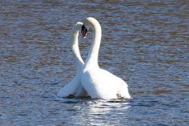  Do Swans Sing Before They Die? 