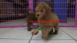 Stay updated about golden doodle puppies for sale uk. Miniature Goldendoodle Puppies For Sale Georgia Puppies For Sale Local Breeders