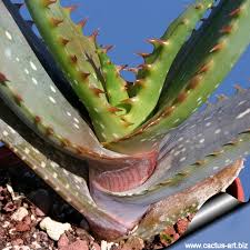 Aloe vera as a succulent does not need daily waterings! Aloe Microstigma