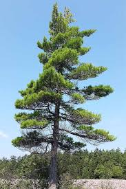 The Best Pine Fir And Spruce Identification Guide