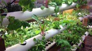From the experts at bbc gardeners' world magazine. 5 Best Hydroponics Plants List Easy To Grow And Care Gardening Tips Plants Care Plants Details