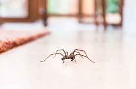 Spinnen in der wohnung halten? Spinnen Im Haus 5 Effektive Tipps Um Spinnen Zu Vertreiben
