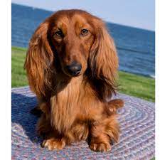 miniature long haired dachshunds from