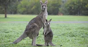 52,065 likes · 43 talking about this. Kangaroos Have Green Farts Science News For Students