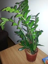 Poisonous House Plants To Protect Your