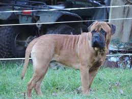 We invite you to explore our site to learn a little bit about us, the bullmastiff breed, and to discover what makes a happylegs bullmastiff a little different from the rest. Akc Bullmastiff Puppies For Sale In Cottage Grove Oregon Classified Americanlisted Com