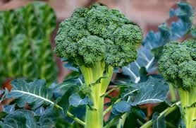 broccoli companion plants the good
