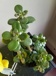 Jade plants are popular succulents due to their ease of care and attractive leaves. Can Anyone Help Me Figure Out What S Causing The Dry Scaly Patches On My Jade Leaves I Have Famously Hard Water Here But I Ve Been Using Tap Water For A Year And